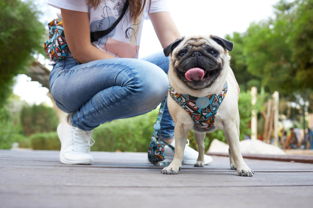 4 Common Dog Training Mistakes You Need to Avoid