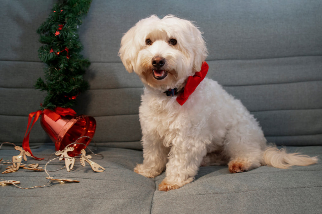 A New Best Friend: Pet Ownership during Lockdowns