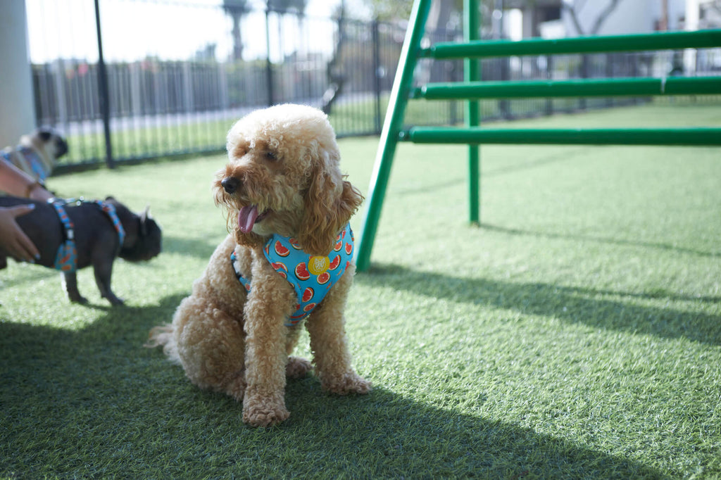 Best Dog Harness: Answers to Your Top Questions