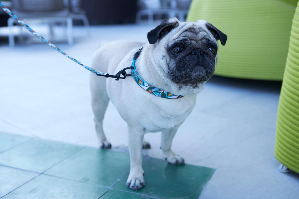 4 Reasons You Need To Use A Leash Or Harness For Your Dog