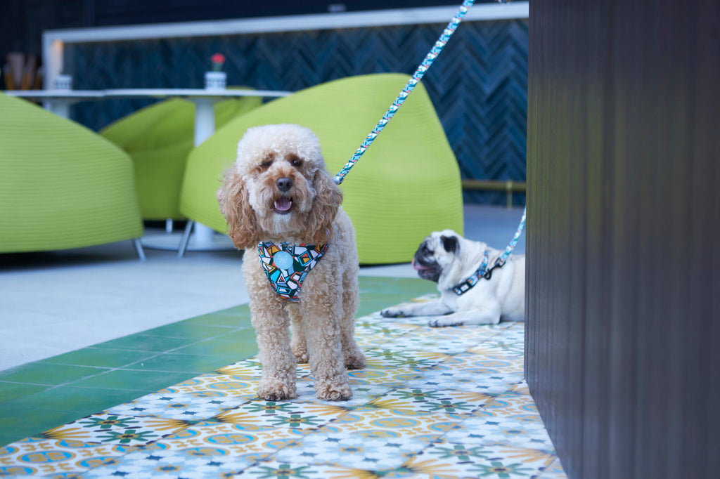 Dog Collar vs. Dog Harness: Which Will Fit Your Pooch Best