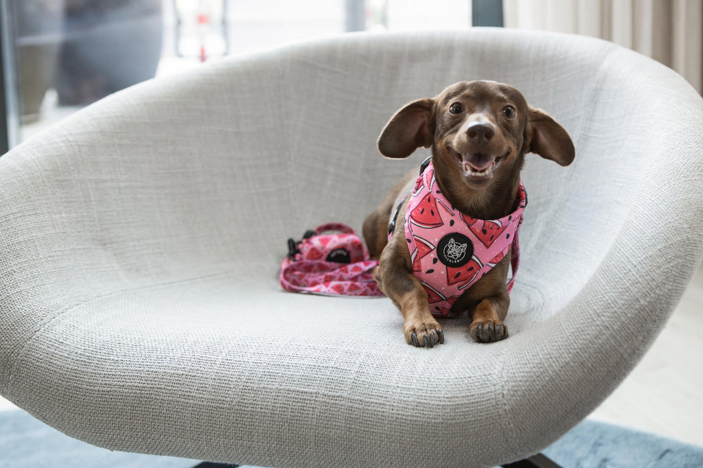 Tips on Finding the Perfect Dog Accessories