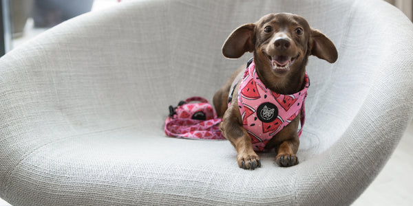 Tips on Finding the Perfect Dog Accessories