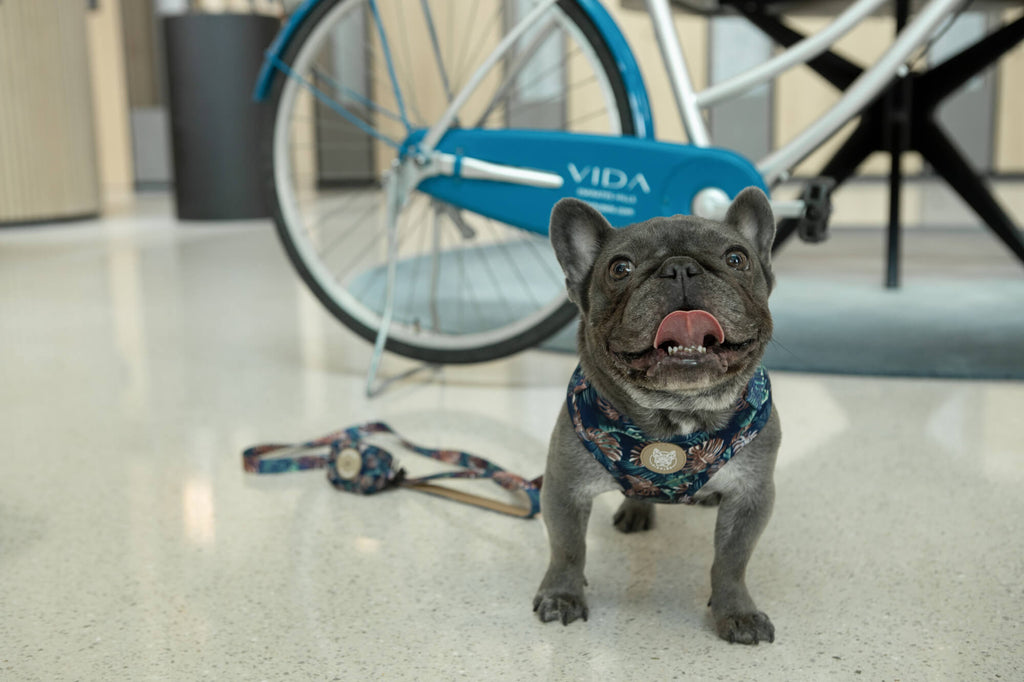 Why You Should Get an Adjustable Harness for Your Dog