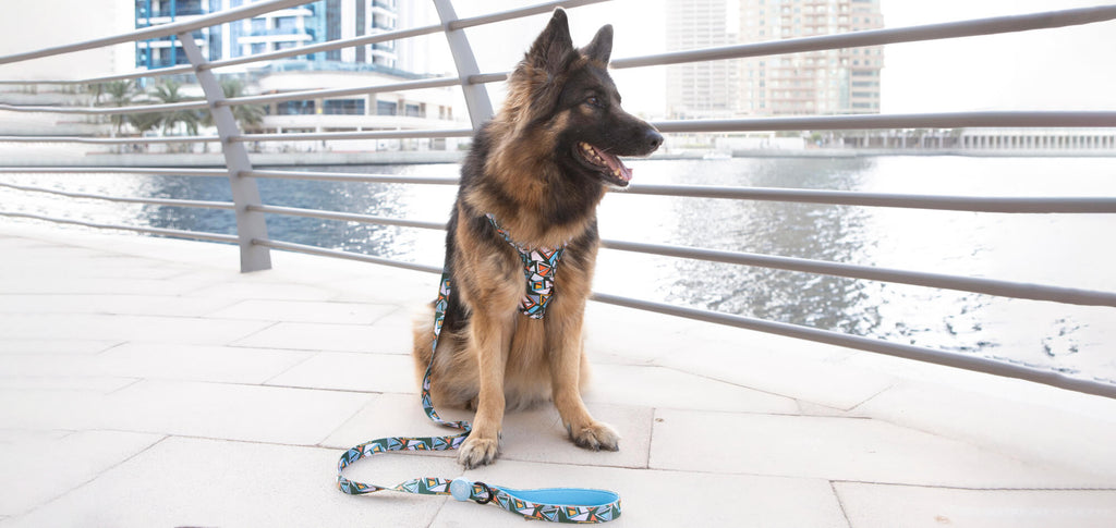 7 Dog-Friendly Spots for You and Your Dog in Dubai