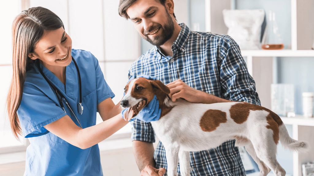 4 Common Digestive Issues Your Furry Friend Might Face
