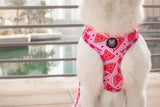 Watermelon Sugar Harness