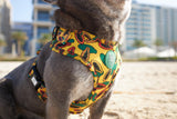 Hi Ya, Papaya Harness