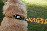Hi Ya, Papaya Collar