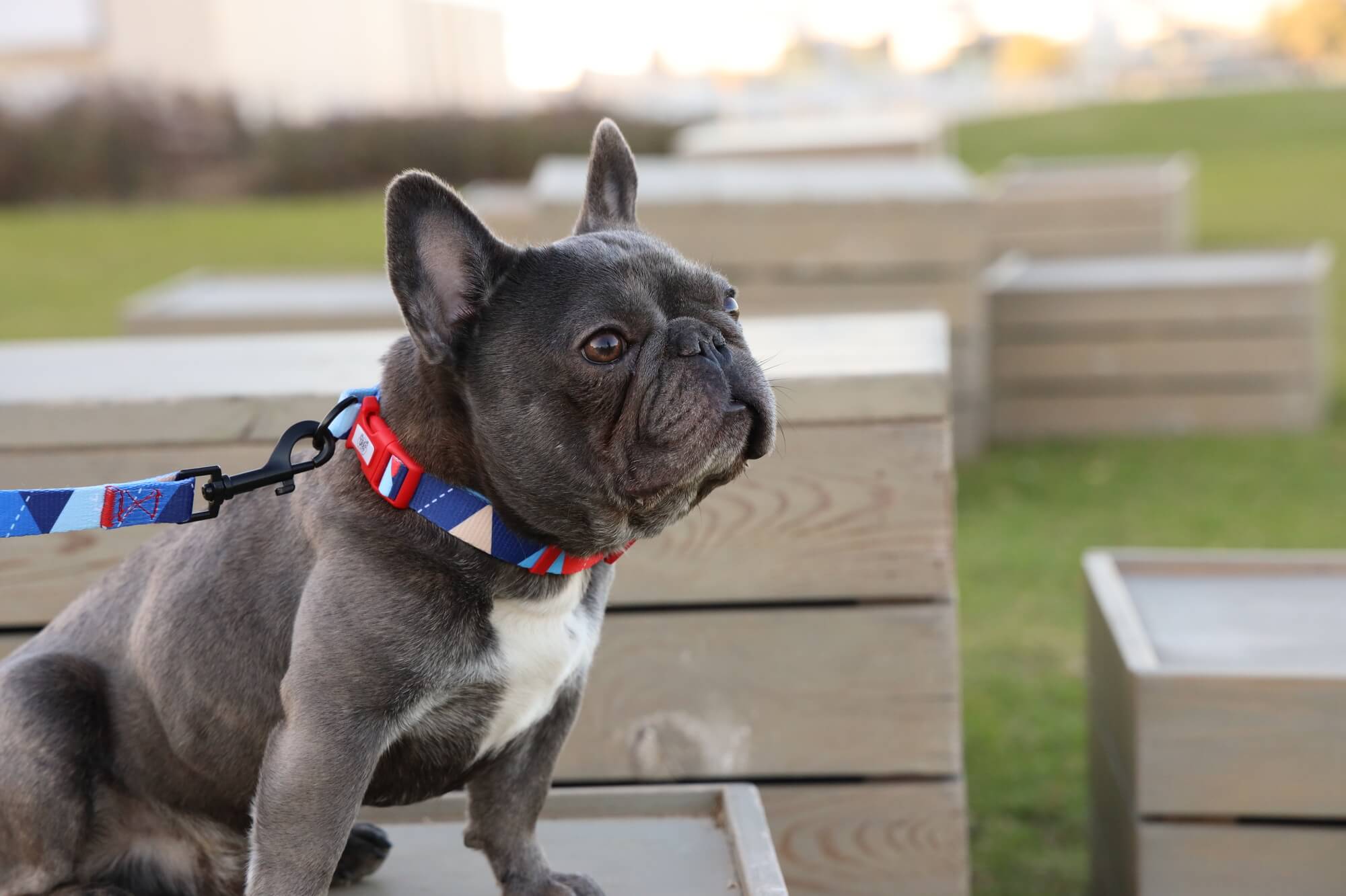 How to Make Sure Your Dog’s Collar Isn’t Too Tight