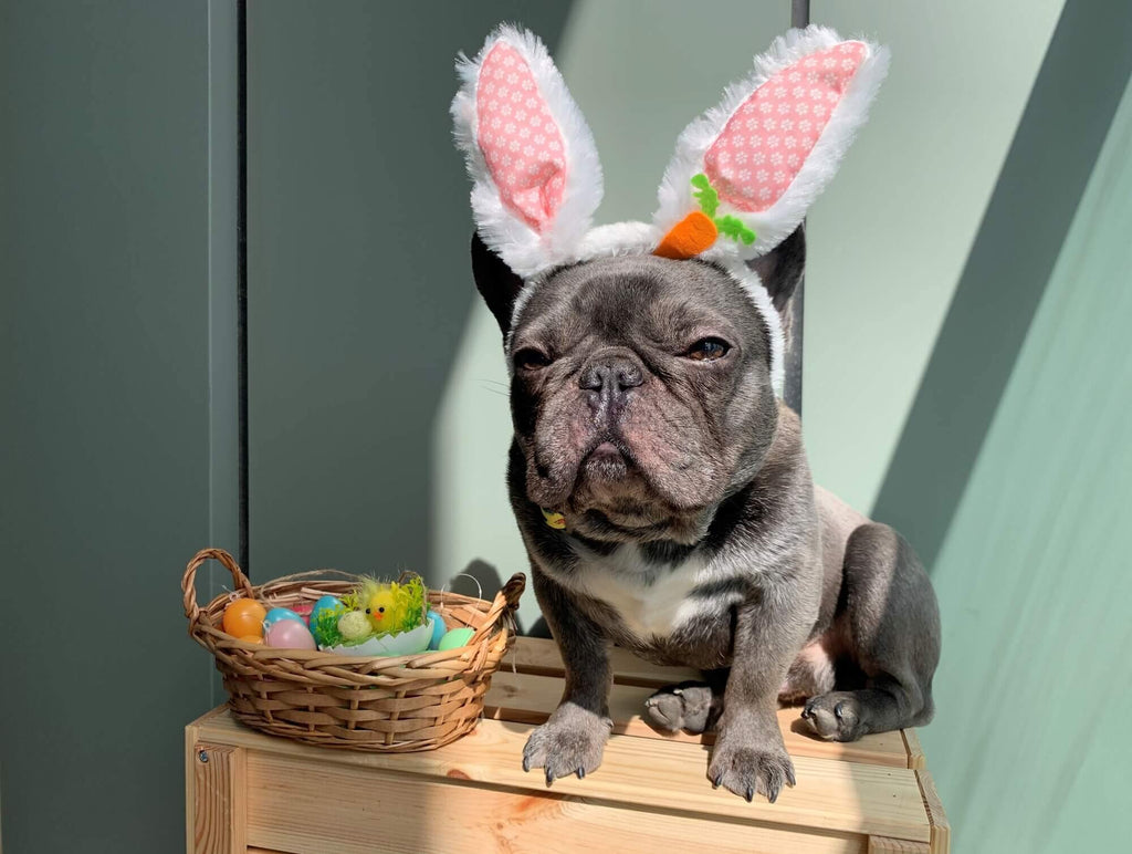 5 Easter-Themed Activities for Your Dog to Enjoy