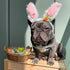 5 Easter-Themed Activities for Your Dog to Enjoy