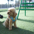 Best Dog Harness: Answers to Your Top Questions