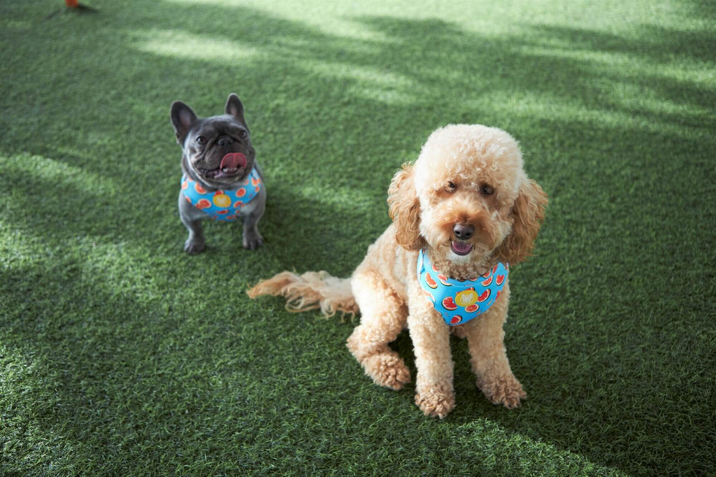 Dog Daycare Benefits: A Safe Environment for Your Pet