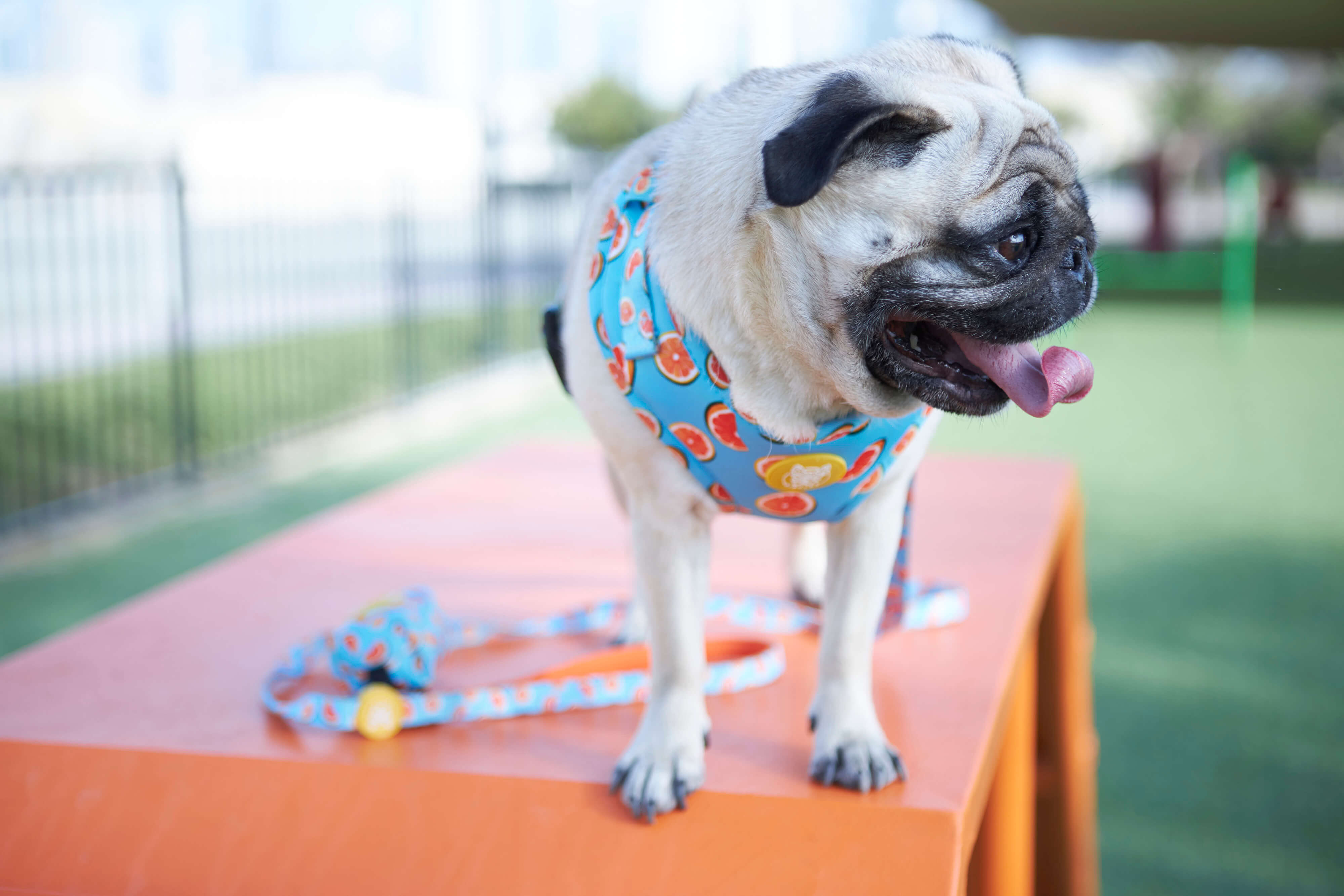 Our Guide to Buying the Best Dog Harness for Your Pet