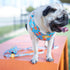 Our Guide to Buying the Best Dog Harness for Your Pet