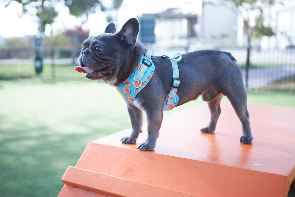 Using a Dog Collar or a Dog Harness — What to Know