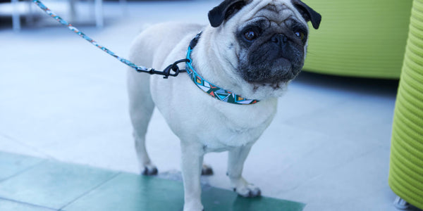 4 Reasons You Need To Use A Leash Or Harness For Your Dog