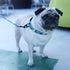 4 Reasons You Need To Use A Leash Or Harness For Your Dog