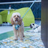 Dog Collar vs. Dog Harness: Which Will Fit Your Pooch Best