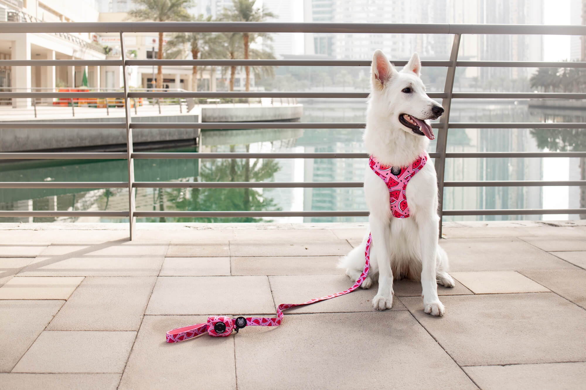 Dubai in Summer - How to Enjoy Outdoors with Your Dog