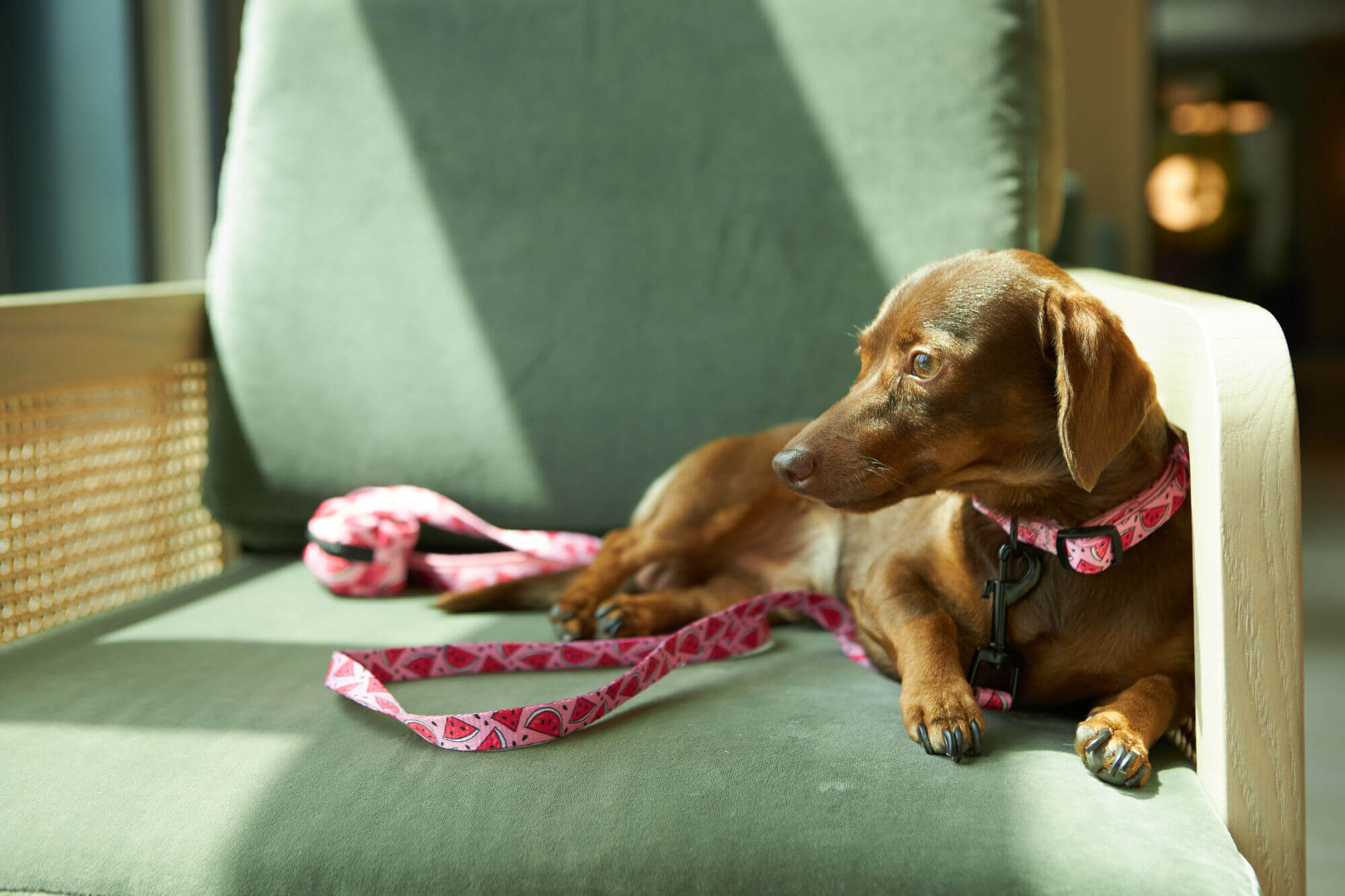 3 Important Commands Your Dog Must Learn and Master