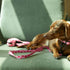 3 Important Commands Your Dog Must Learn and Master