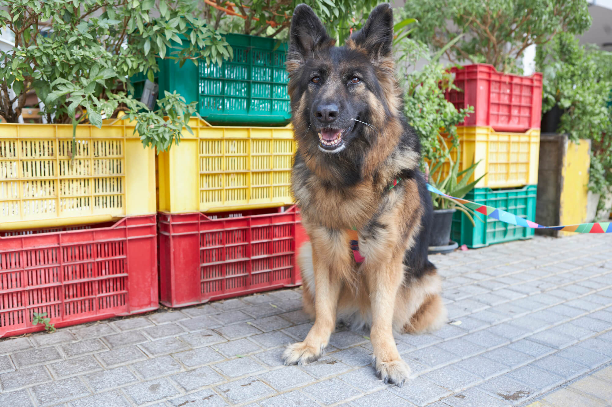 5 Mandatory Pet Rules in Dubai Dog Owners Should Know About