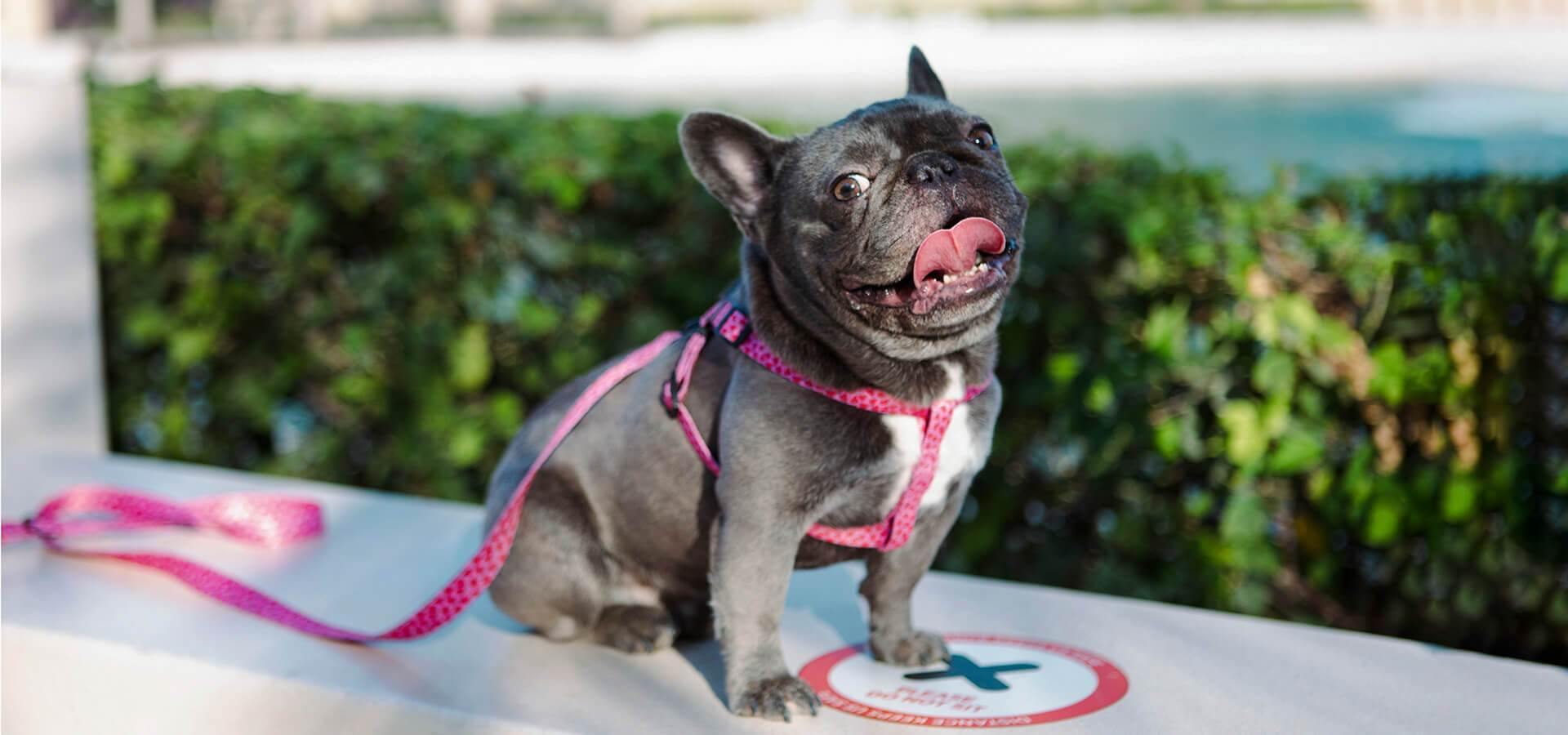 3 Pet-Positive Factors to Consider When Buying the Best Dog Harness