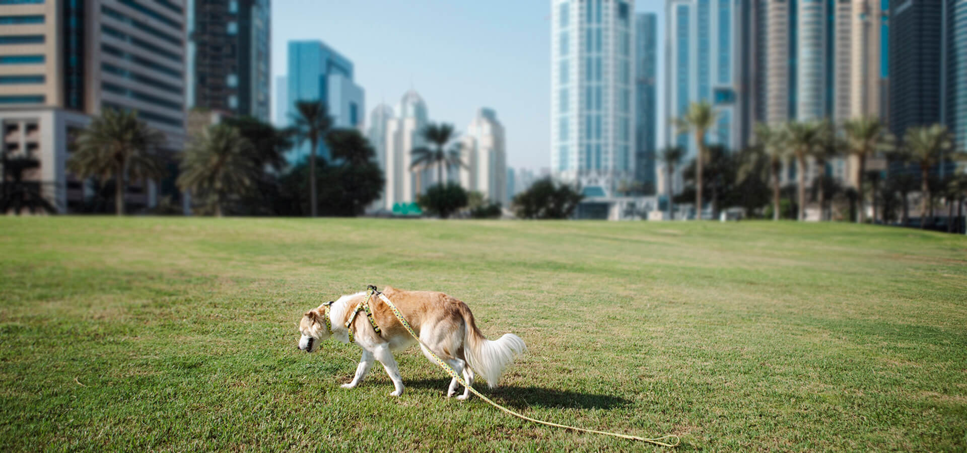 Pet-Friendly Apartment Communities in Dubai for You and Your Furry Buddy