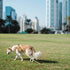 Pet-Friendly Apartment Communities in Dubai for You and Your Furry Buddy