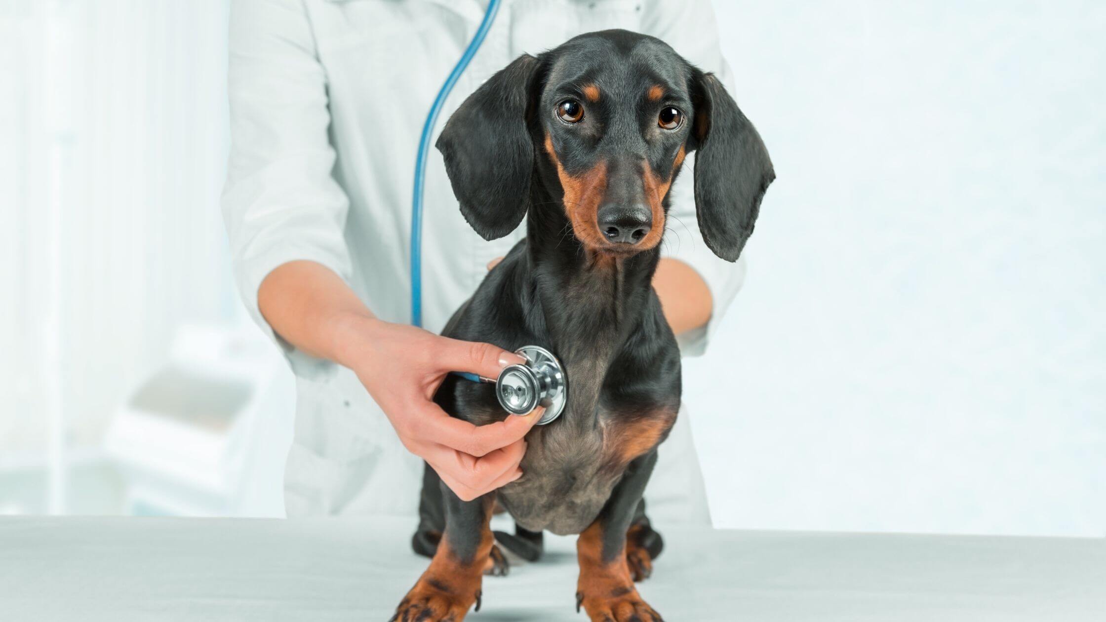 5 Reasons to Get an Annual Checkup for Your Dog