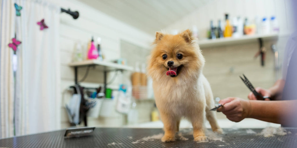 Professional Dog Grooming Services vs. Do-It-Yourself