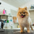 Professional Dog Grooming Services vs. Do-It-Yourself