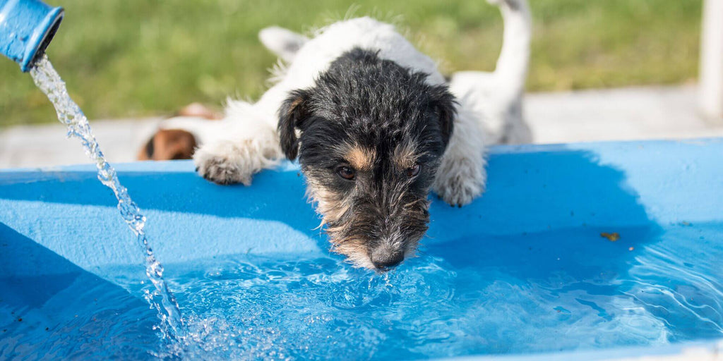 Are You Worried If Your Dog is Drinking Enough Water?