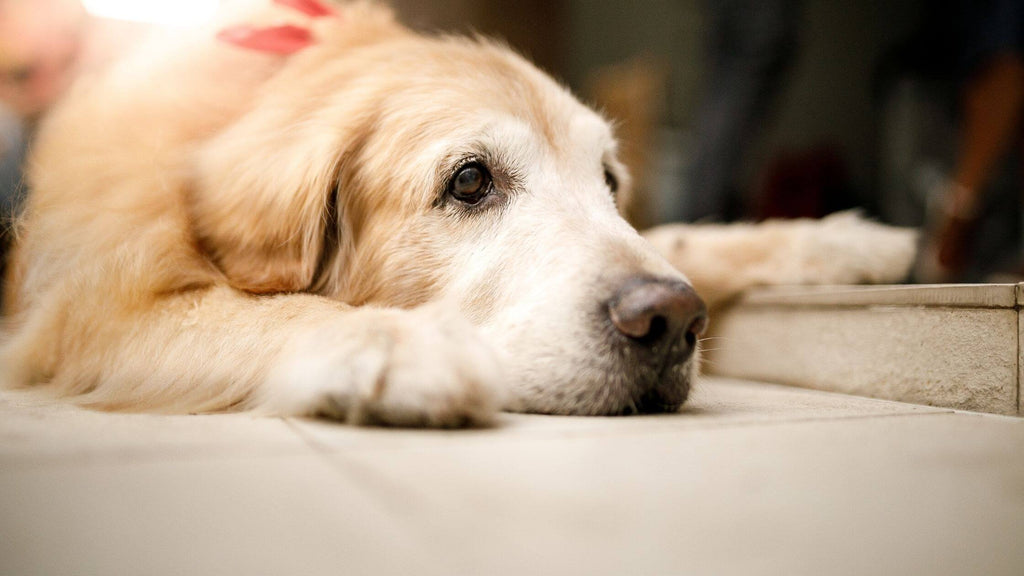Care Tips Senior Dogs: Best Ways to Walk Your Senior Dogs