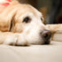 Care Tips Senior Dogs: Best Ways to Walk Your Senior Dogs