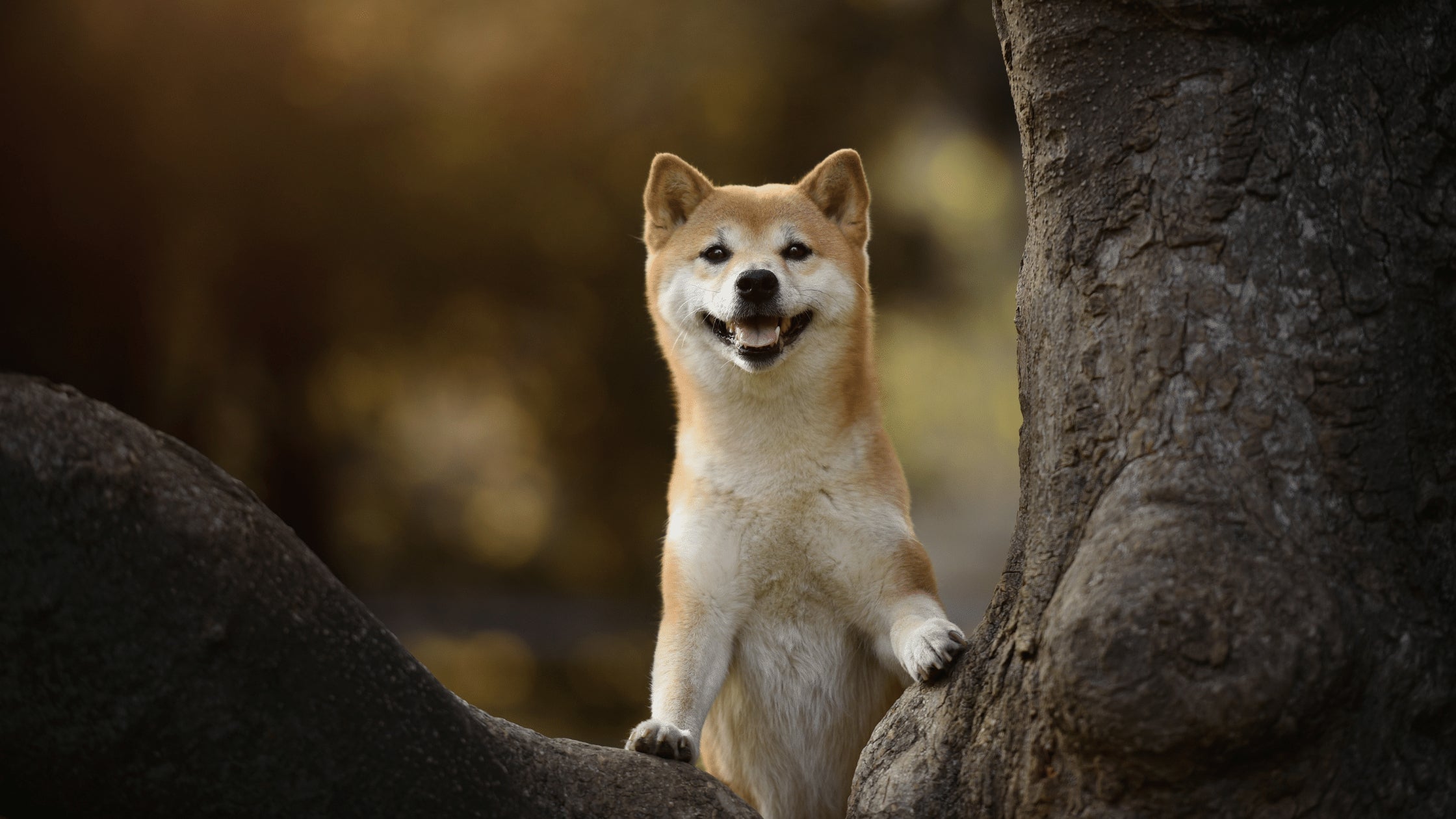 The Famous and Heartwarming Story about a Dog Named Hachiko