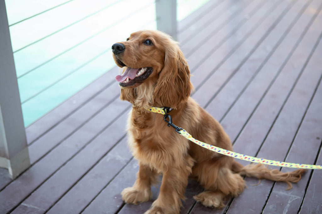 What You Should Know About Your Dog’s First Leash Training