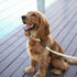 What You Should Know About Your Dog’s First Leash Training