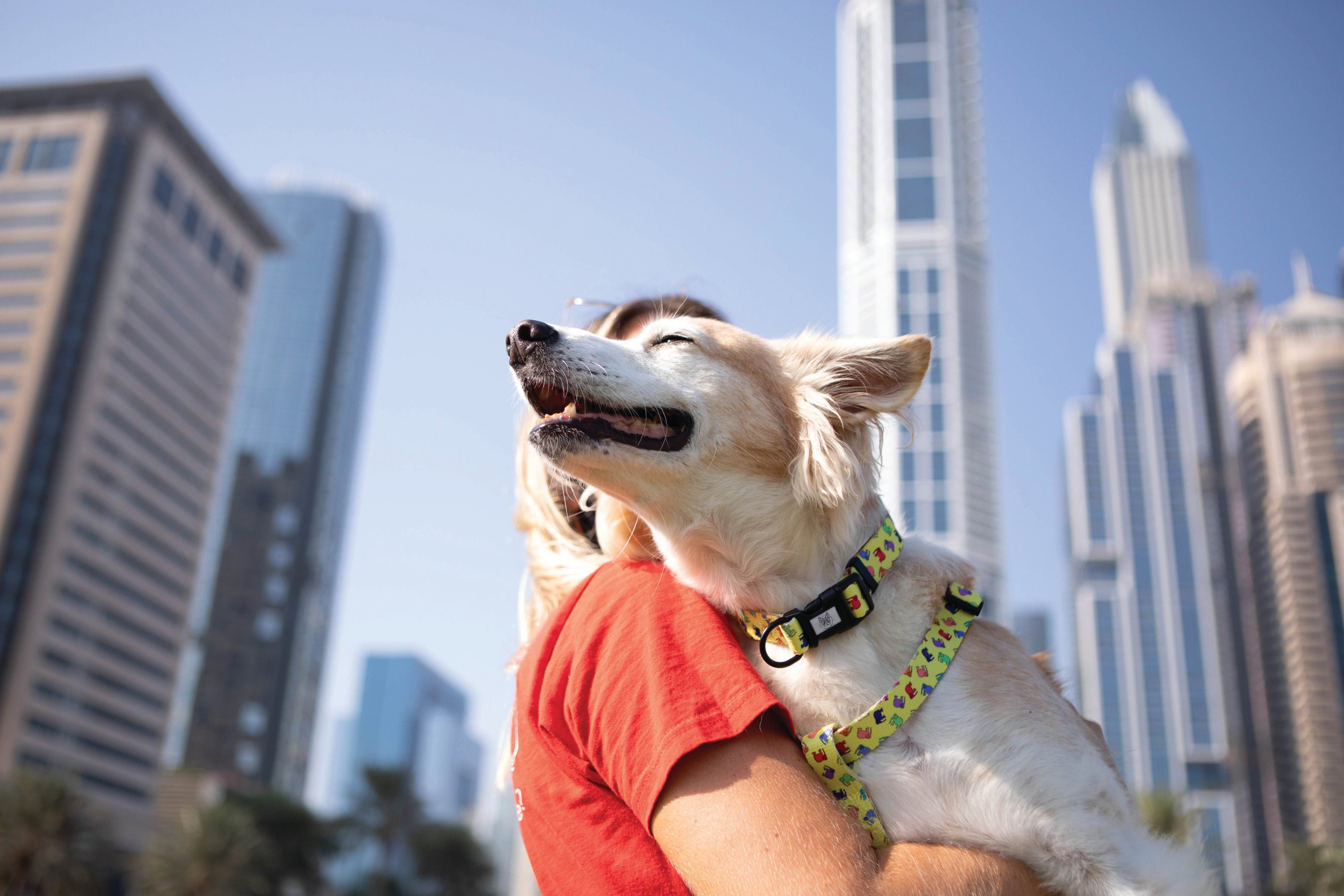 Dog Collar vs Dog Harness. Which One Is the Better Option For Your Dog?