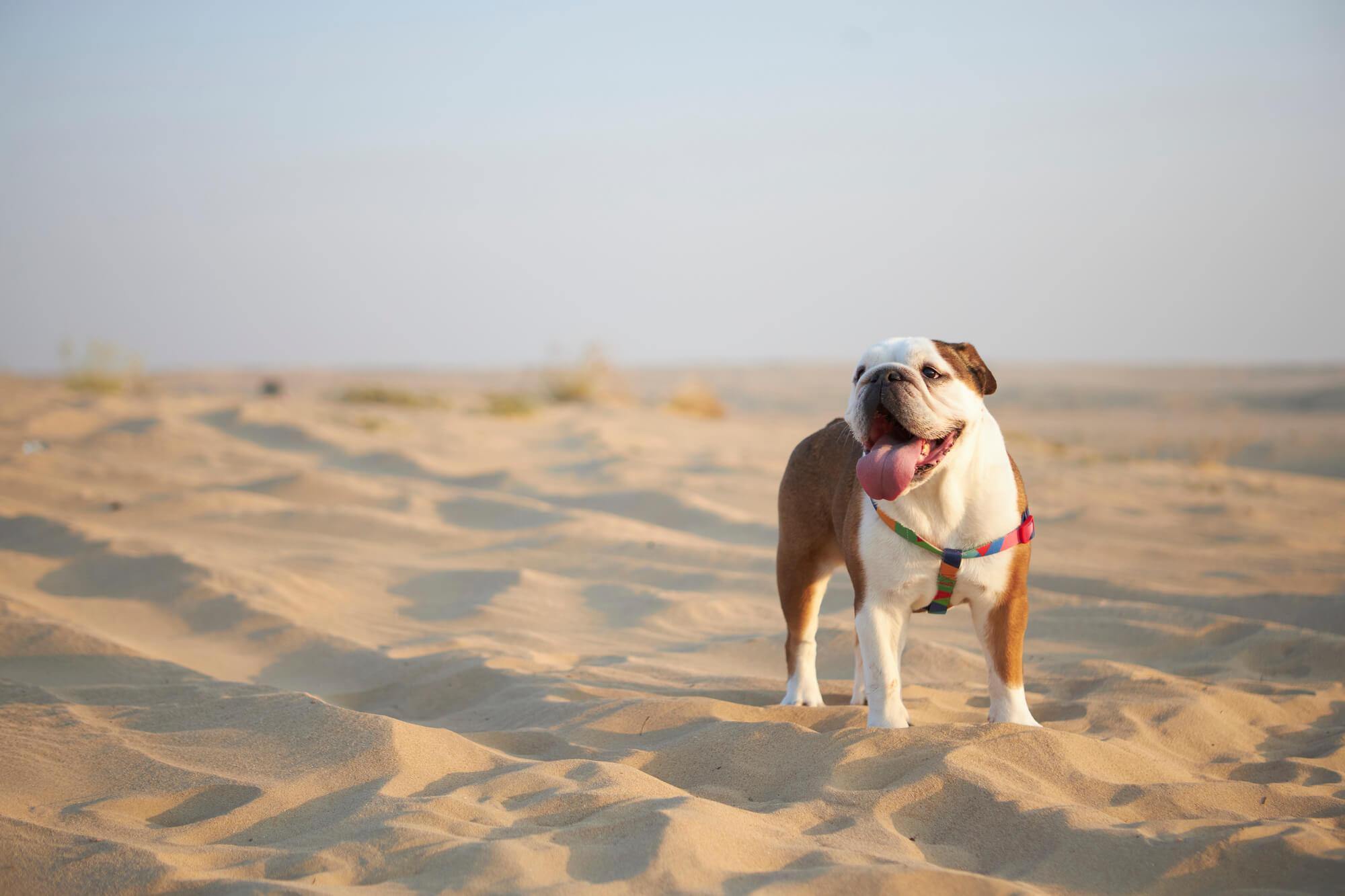 Everything You Need to Know About Heatstroke for Dogs
