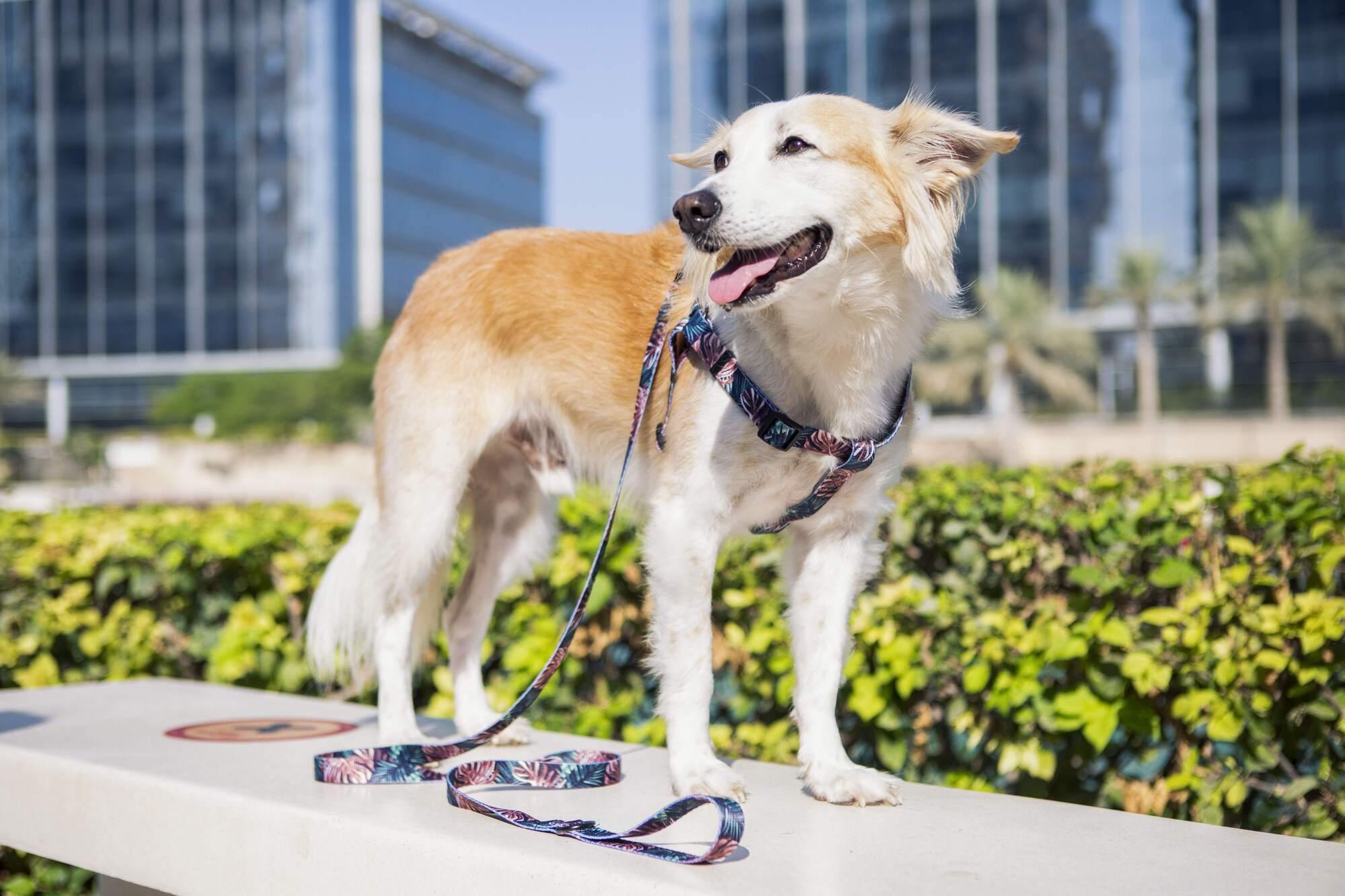 3 Ways To Teach Your Pets To Enjoy A Dog Harness