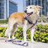 3 Ways To Teach Your Pets To Enjoy A Dog Harness