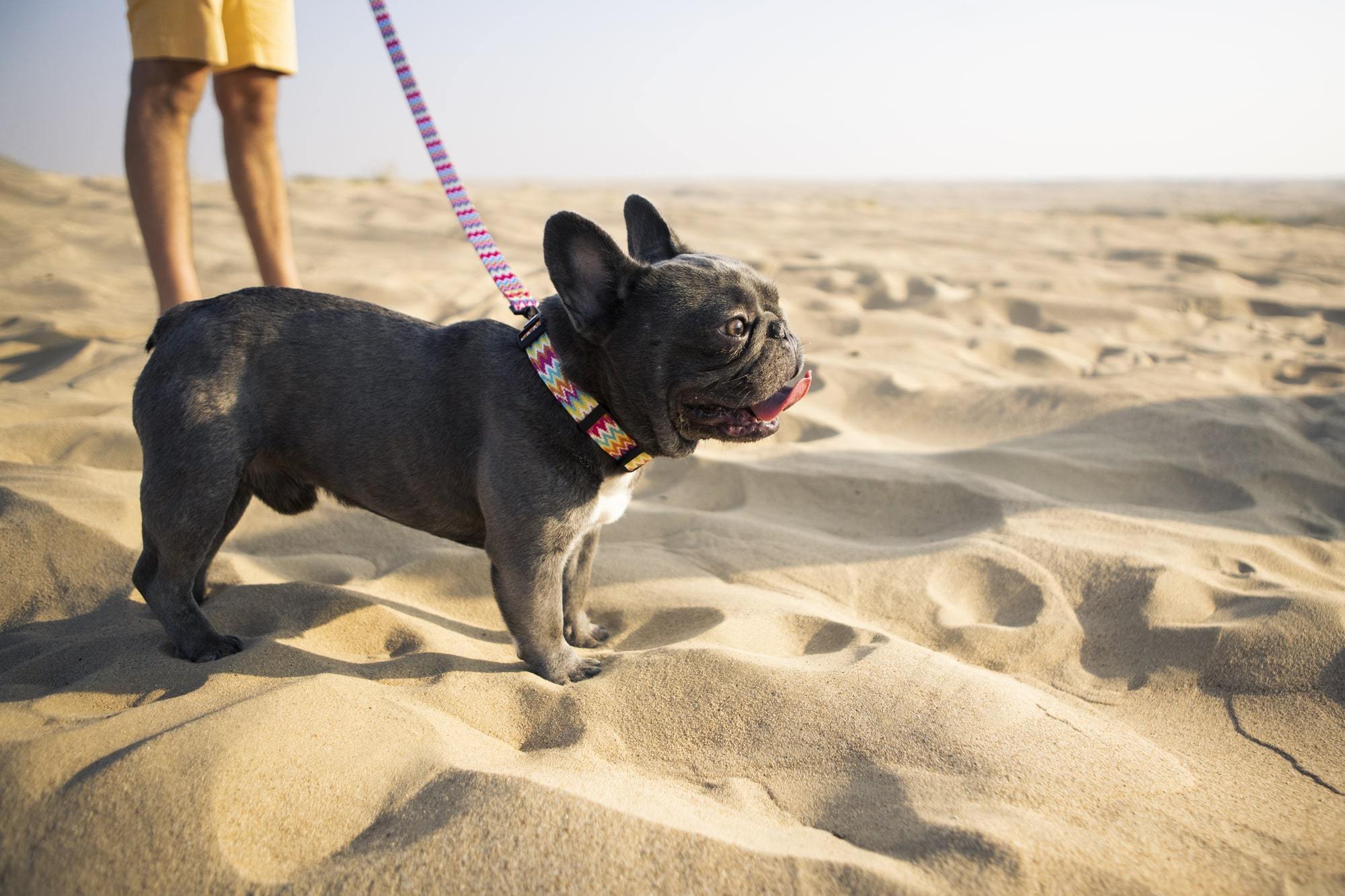A Guide to Mastering How to Walk Your Dog on a Leash