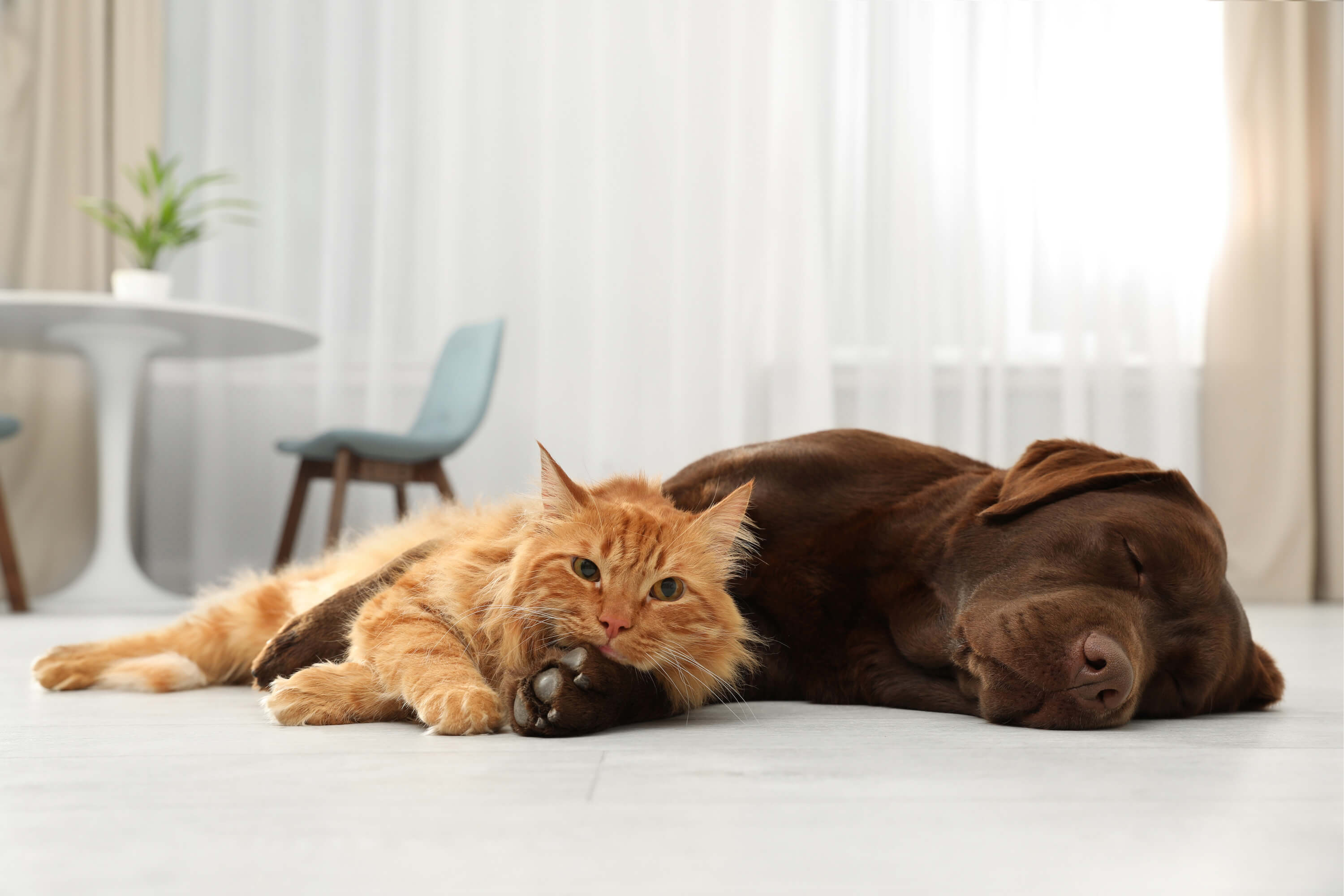 How to Get Your Dog & Cat to Live in Harmony