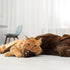 How to Get Your Dog & Cat to Live in Harmony