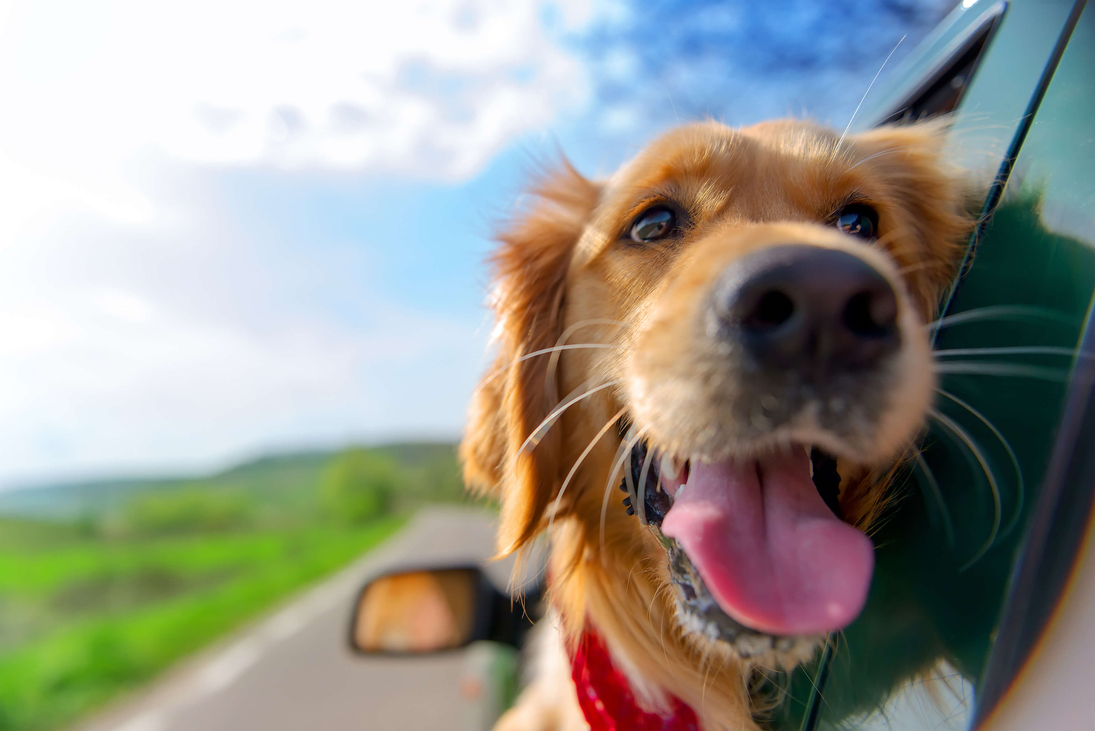Should You Let Your Dogs Stick Their Heads Outside the Car Window