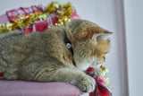 Christmas Kitty Collar