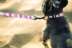 Summer Vibes Leash - Pickles DXB